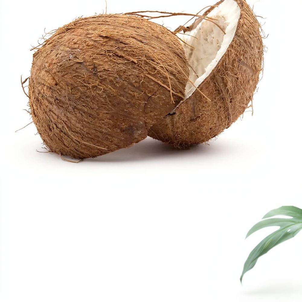 Substrato di terra in mattoni  - Substrate Coconut Fiber recensione e prezzo